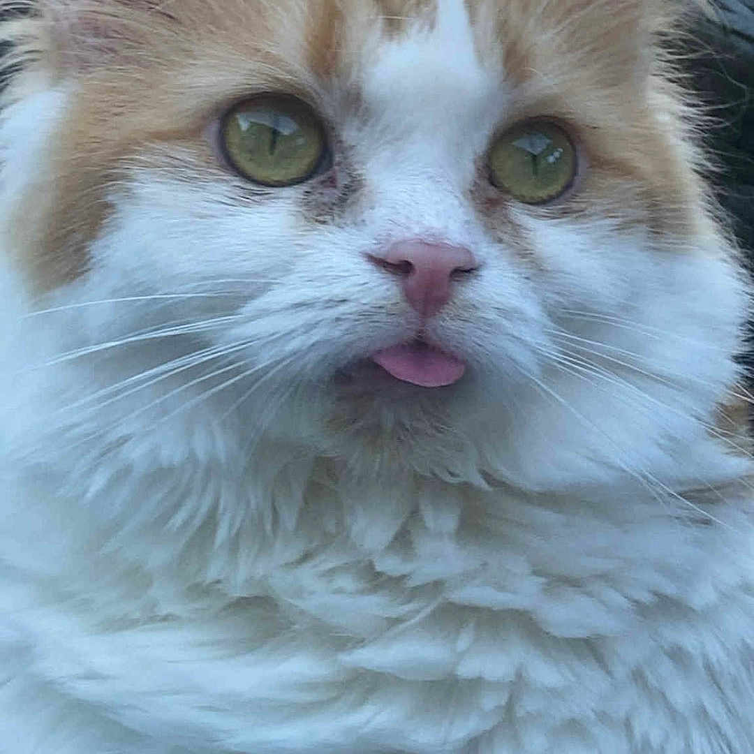 Snowball is registered to the contest to win money with this photo: cat, fluffy, white, orange, green_eyes, tongue_out, pet, animal, cute, close_up, whiskers, feline, outdoor, nature, fur, portrait, expression, adorable, face, curious