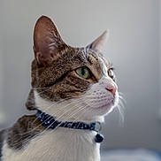 Thor joined the competition — help win amazing prizes! animal, bell, calm, cat, close_up, collar, ears, furry, green_eyes, indoors, pet, pink_nose, portrait, profile, shallow_depth_of_field, sitting, soft_lighting, tabby, whiskers, white_fur