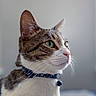 animal, bell, calm, cat, close_up, collar, ears, furry, green_eyes, indoors, pet, pink_nose, portrait, profile, shallow_depth_of_field, sitting, soft_lighting, tabby, whiskers, white_fur