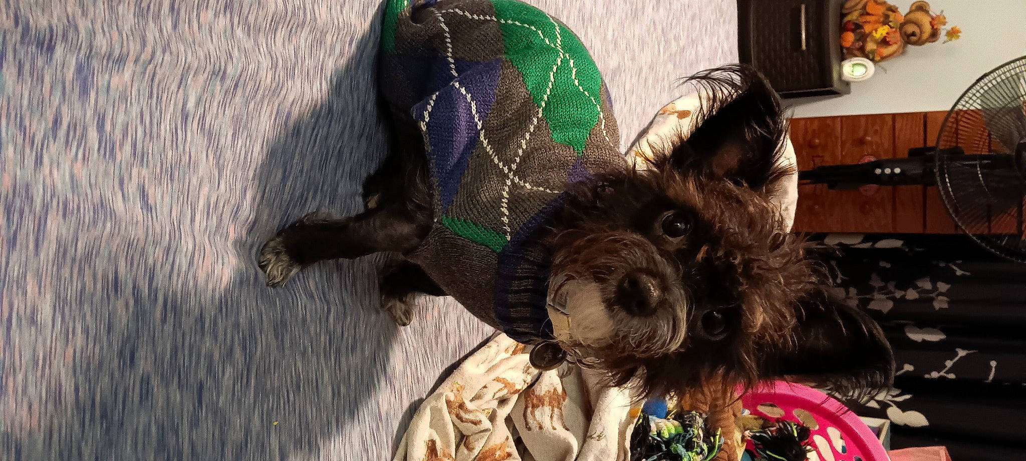 Onyx joined the competition — help win amazing prizes! carnivore, collar, companion_dog, dog, dog_breed, dog_clothes, dog_collar, dog_supply, fawn, fur, leash, party_hat, pet_supply, schnauzer, small_terrier, snout, sporting_group, terrier, toy_dog, working_animal