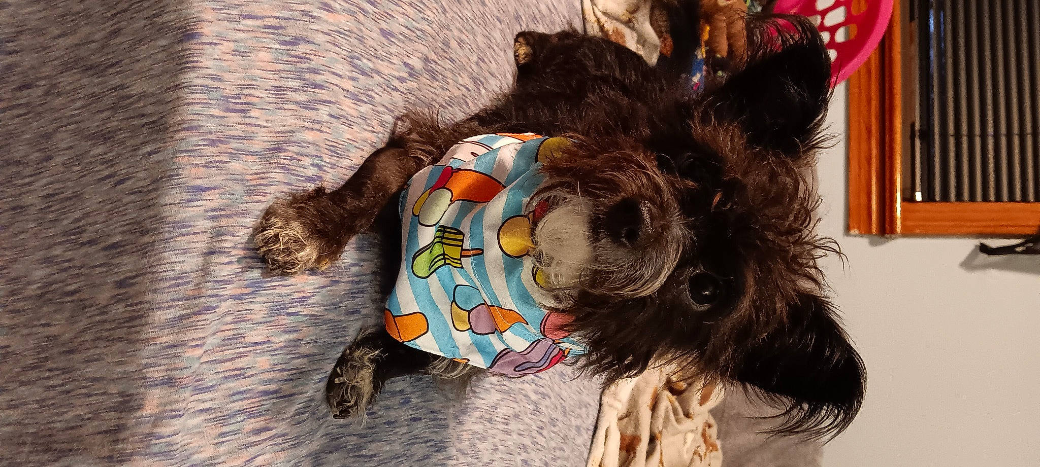 Onyx is registered to the contest to win money with this photo: canidae, carnivore, companion_dog, dog, dog_breed, dog_clothes, dog_supply, fashion_accessory, fawn, feather, felidae, fur, liver, small_to_medium_sized_cats, snout, sporting_group, tail, vertebrate, whiskers, working_animal