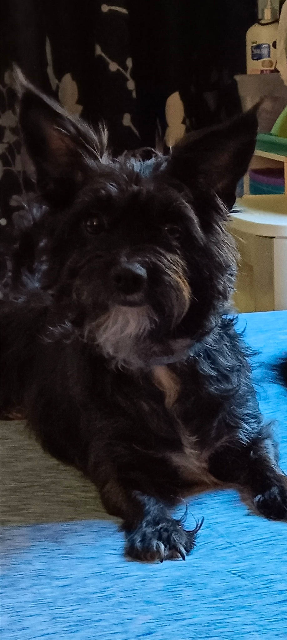 Princess is registered to the contest to win money with this photo: biewer_terrier, canidae, carnivore, companion_dog, dog, dog_breed, ear, fur, liver, non_sporting_group, small_terrier, snout, sporting_group, terrestrial_animal, terrier, toy_dog, whiskers, working_animal