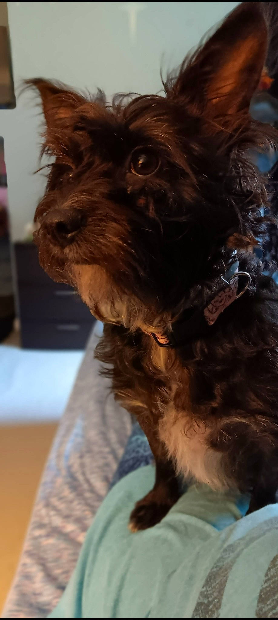 Princess is registered to the contest to win money with this photo: canidae, carnivore, collar, companion_dog, dog, dog_breed, dog_collar, dog_supply, ear, fictional_character, fur, liver, snout, sporting_group, terrier, toy_dog, water_dog, working_animal