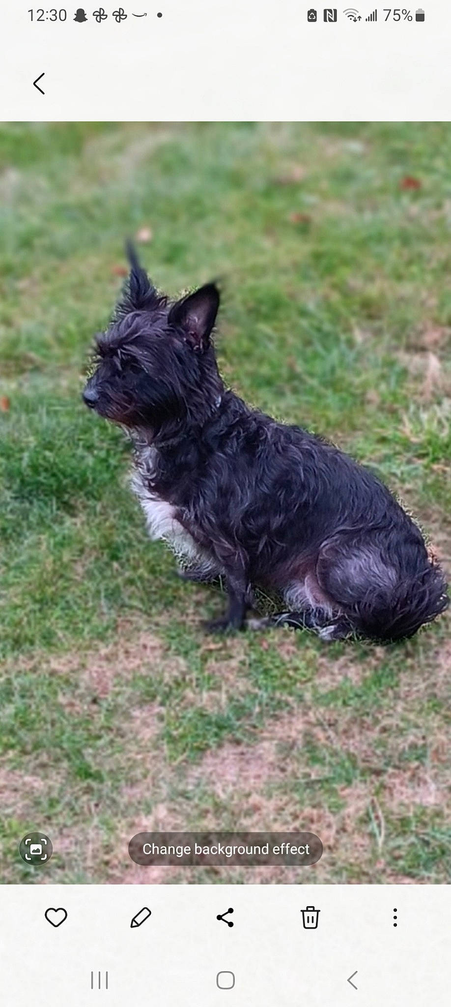 Princess joined the competition — help win amazing prizes! canidae, carnivore, companion_dog, dog, dog_breed, dog_supply, fur, grass, liver, non_sporting_group, small_terrier, snout, sporting_group, tail, terrestrial_animal, terrier, toy_dog, water_dog, working_animal