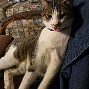 Oliver joined the competition — help win amazing prizes! animal_portrait, cat, chair, close_up, cozy, domestic_animal, feline, floral_pattern, fur, indoor, paws, pet, playful, purple_collar, relaxed, shadow, texture, tongue_out, vintage, whiskers