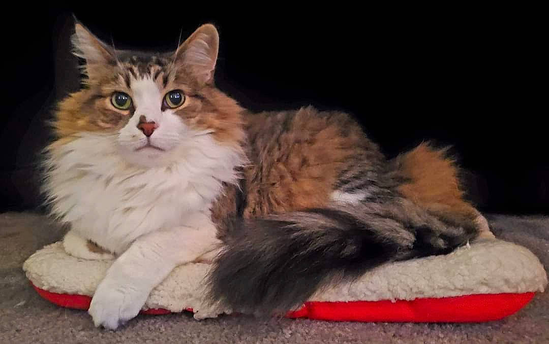 Huck joined the competition — help win amazing prizes! carnivore, cat, claw, comfort, domestic_short_haired_cat, event, eye, fawn, felidae, foot, fur, lap, paw, plant, sitting, small_to_medium_sized_cats, snout, tail, terrestrial_animal, whiskers