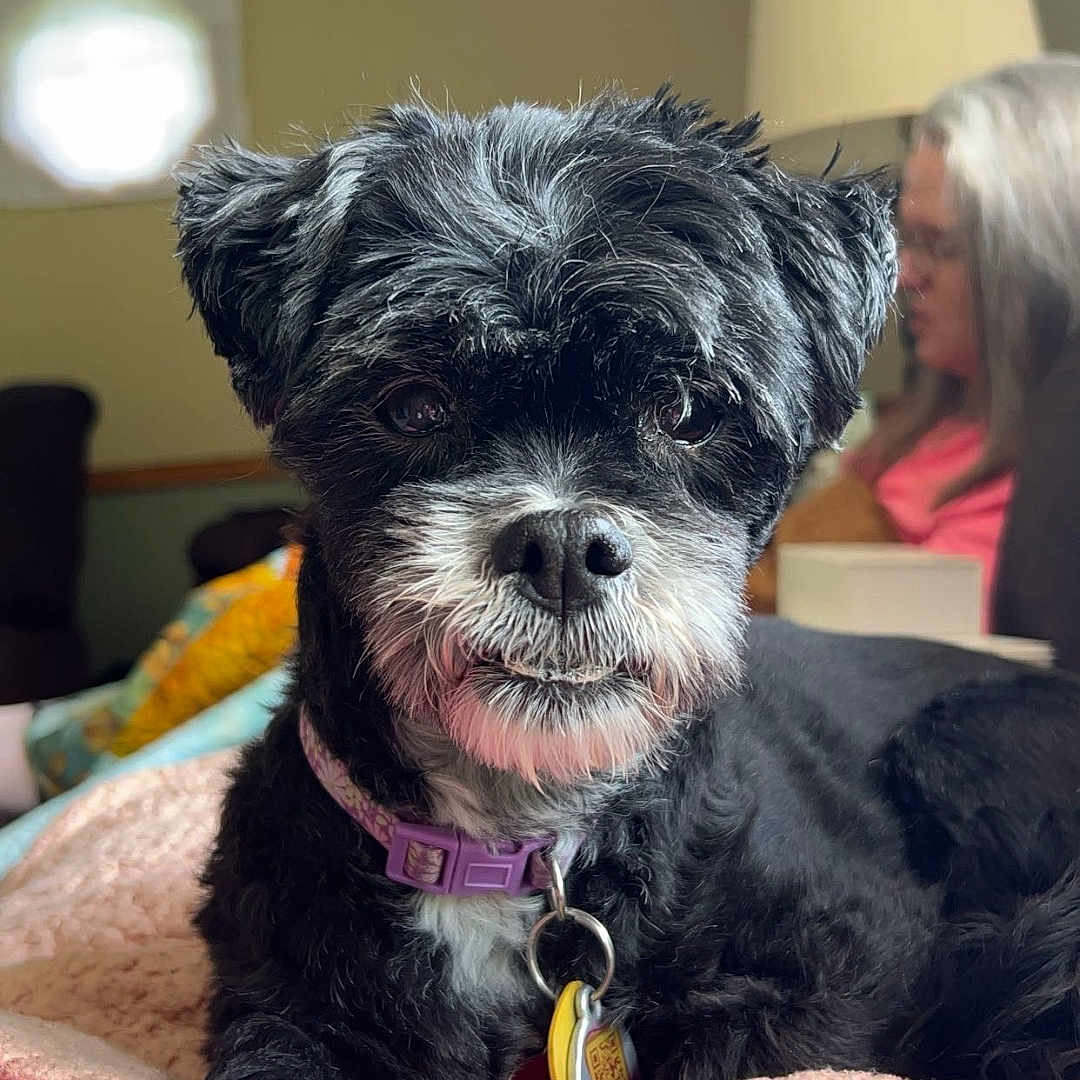 Giggles joined the competition — help win amazing prizes! dog, pet, portrait, black_and_white, fluffy, scruffy, collar, tags, sitting, blanket, pink_blanket, indoor, home, living_room, lamp, person, couch, cozy, animal, closeup
