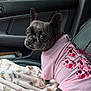 Stella is registered to the contest to win money with this photo: big_eyes, blanket, car_interior, chain_link_fence, cozy, dog, ears, french_bulldog, heart_pattern, leash, looking_back, passenger_seat, pet, pink_shirt, portrait, seat, small_dog, tree, window, wrinkled_face