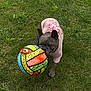 canine, chewing_ball, closeup, colorful_ball, dog, ears, french_bulldog, front_paw, grass, greenery, happy, lawn, outdoors, pet, pink_shirt, playing, portrait, small_dog, tongue, toy