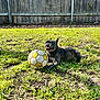 animal, backyard, dandelion, dog, fence_post, french_bulldog, grass, greenery, happy, lawn, outdoor, pet, playful, portrait, relaxed, small_dog, soccer_ball, sunlight, tongue_out, wooden_fence