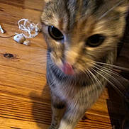Bobine participe au concours pour gagner de l'argent avec cette photo : animal, black_stripes, blurred, brown, cat, close_up, cords, curious, cute, domestic_cat, feline, floor, indoor, pet, playful, tabby_cat, tongue_out, whiskers, wooden_floor, young_cat