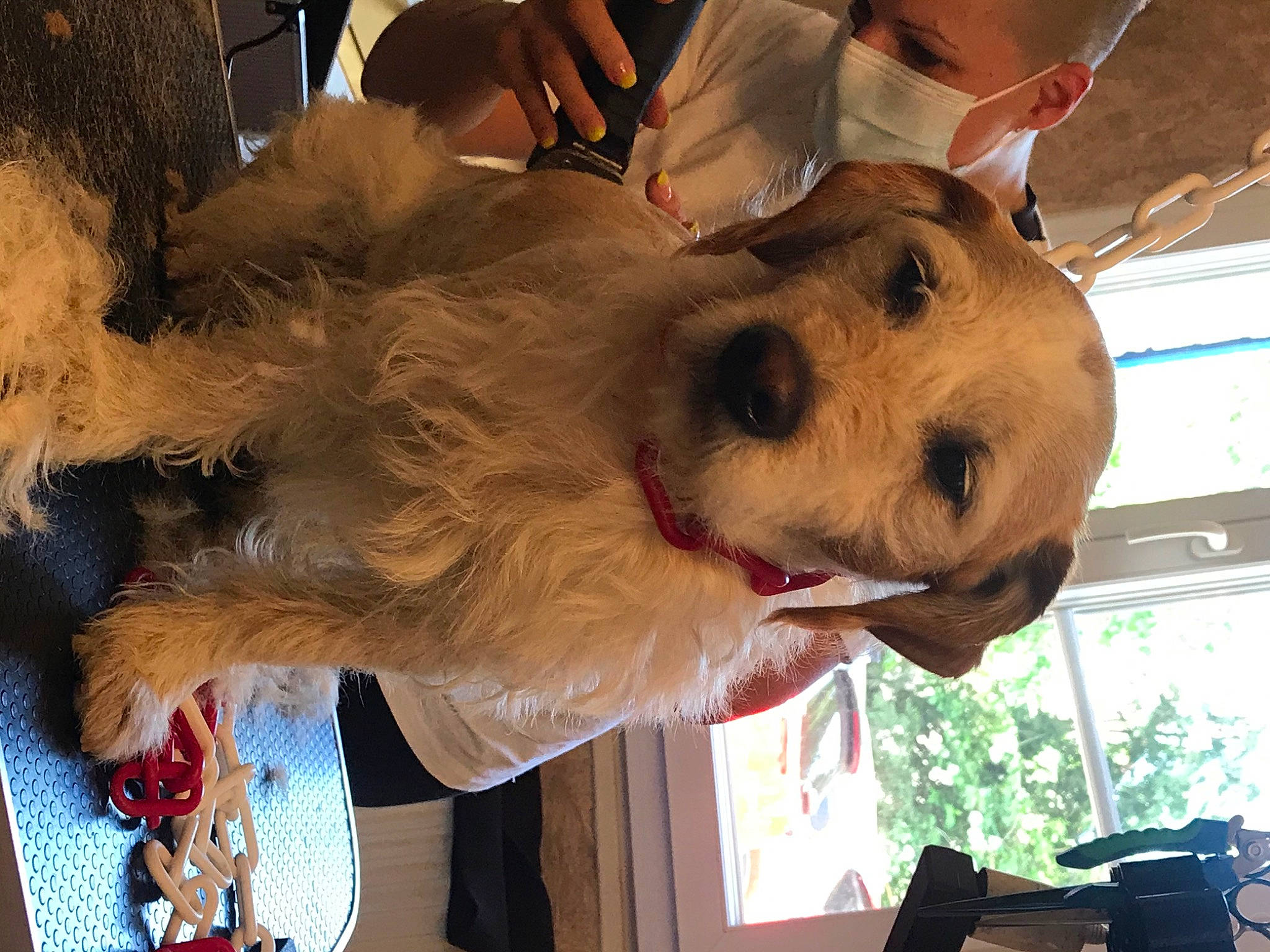 Guapo participe au concours pour gagner de l'argent avec cette photo : canidae, carnivore, companion_dog, dog, dog_breed, fawn, puppy_love, snout, sporting_group, terrier