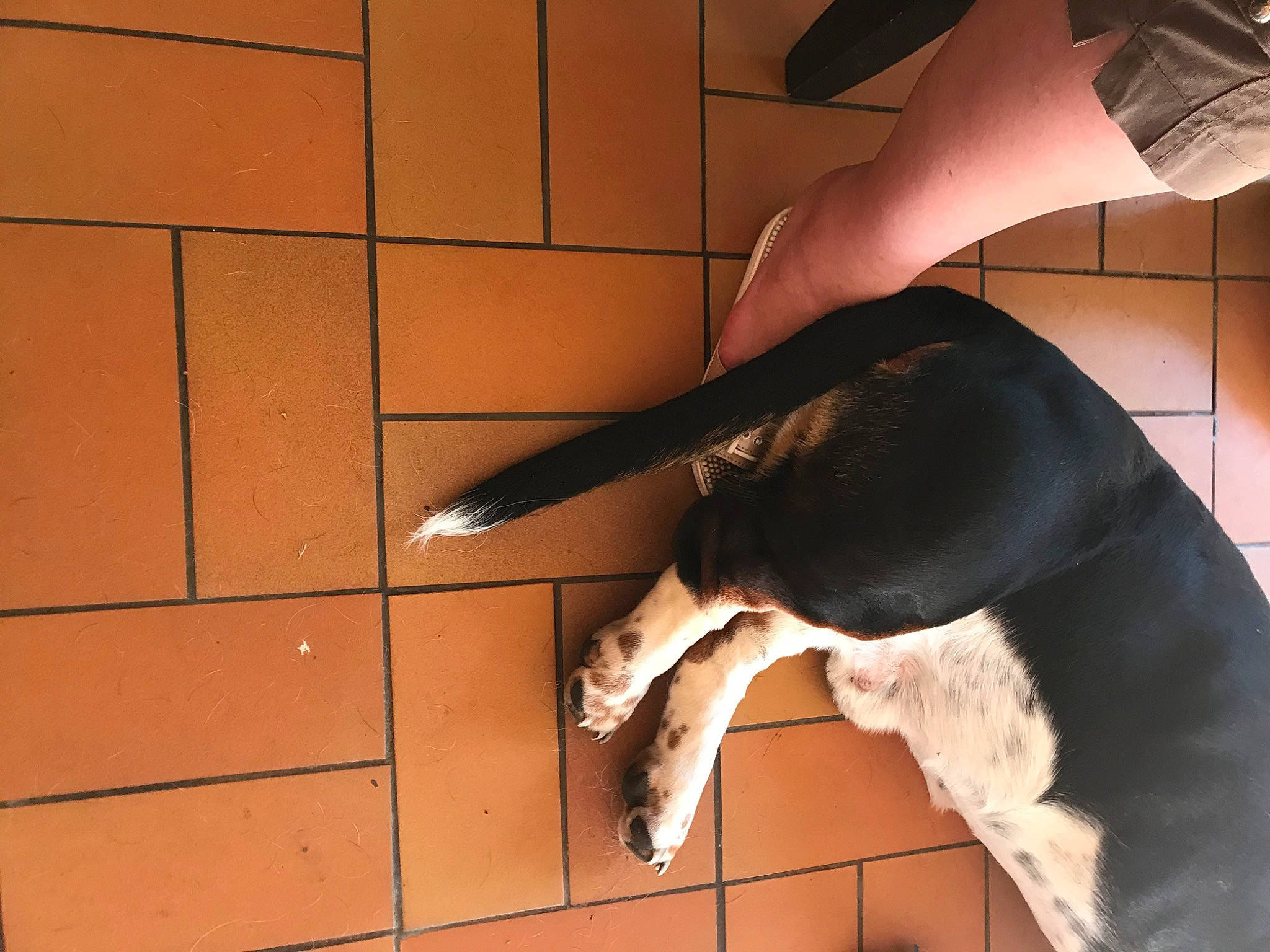 Guapo a rejoint le concours — aidez-le/la à gagner de superbes lots ! canidae, dog_breed, fawn, sporting_group, tail