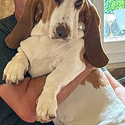 Upy participe au concours pour gagner de l'argent avec cette photo : man, dog, basset_hound, indoor, glasses, window, greenery, pet, animal, human, holding, long_ears, white_fur, brown_fur, face, arm, sitting, casual_clothing, background, intimate_moment