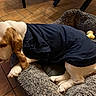 Upy participe au concours pour gagner de l'argent avec cette photo : animal_clothing, bone_toy, brown_and_white_dog, canine, comfortable, companion, cozy, cute, dog, domestic_animal, ears, fur, indoor, navy_shirt, paw, pet_bed, relaxed, resting, sleeping, tiled_floor