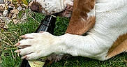 Upy participe au concours pour gagner de l'argent avec cette photo : animal, basset_hound, bottle, brown_and_white, canine, chewing, claws, close_up, dog, ears, fur, grass, greenery, lying_down, nature, outdoor, paw, pet, rock, snout
