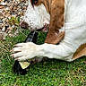 animal, basset_hound, bottle, brown_and_white, canine, chewing, claws, close_up, dog, ears, fur, grass, greenery, lying_down, nature, outdoor, paw, pet, rock, snout