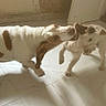 animal, brown_patches, canine, dog, door, floor, friendly, fun, home, indoor, light, motion_blur, pets, playing, shadow, small_dog, tiled_floor, two_dogs, wall, wrestling
