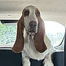 animal, backseat, basset_hound, brown_fur, car_interior, companion, curious, dog, ears, indoors, long_ears, looking, mammal, paws, pet, portrait, road_trip, vehicle, white_fur, window