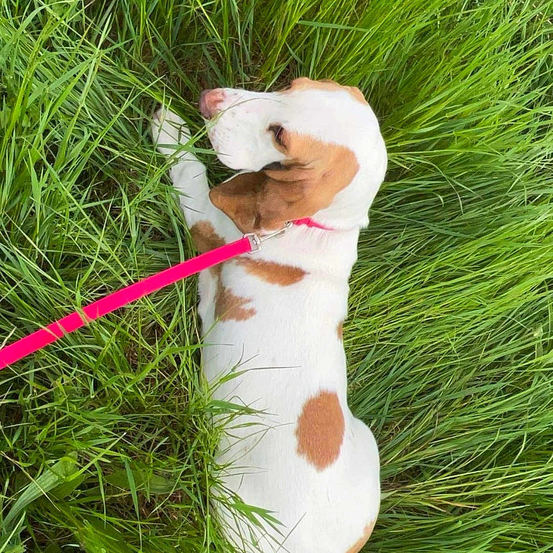 Upy a rejoint le concours — aidez-le/la à gagner de superbes lots ! dog, grass, leash, outdoor, pet, brown_spots, white_fur, nature, animal, canine, resting, greenery, summer, field, collar, side_view, cute, domestic_animal, walking, relaxed