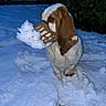 alone, animal, basset_hound, brown, canine, cold, dog, ears, fur, ground, muzzle, muzzle_cover, nature, night, outdoor, pet, quiet, snow, white, winter