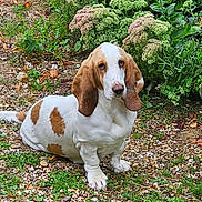 Upy participe au concours pour gagner de l'argent avec cette photo : animal, basset_hound, brown, canine, dog, ears, flowers, fur, garden, grass, gravel, ground, leaf, nature, outdoor, pet, plants, portrait, sitting, white