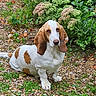 animal, basset_hound, brown, canine, dog, ears, flowers, fur, garden, grass, gravel, ground, leaf, nature, outdoor, pet, plants, portrait, sitting, white