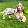 Upy a rejoint le concours — aidez-le/la à gagner de superbes lots ! dog, basset_hound, soccer_ball, grass, outdoor, pet, animal, playing, brown_and_white, ears, paw, nature, canine, field, summer, daylight, fun, cute, leisure, sport