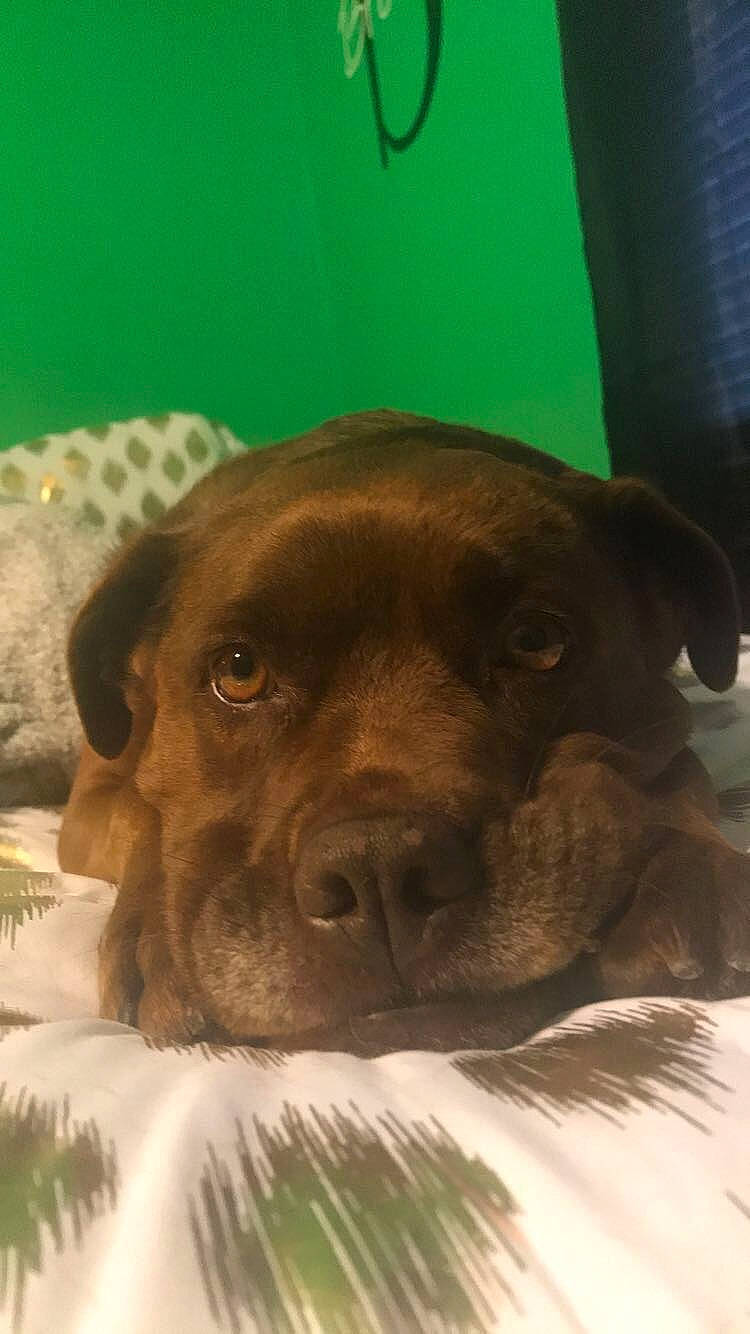 Reese joined the competition — help win amazing prizes! beagador, canidae, carnivore, dog, dog_breed, fawn, labrador_retriever, liver, mammal, nose, patterdale_terrier, puppy, snout, sporting_group, vertebrate