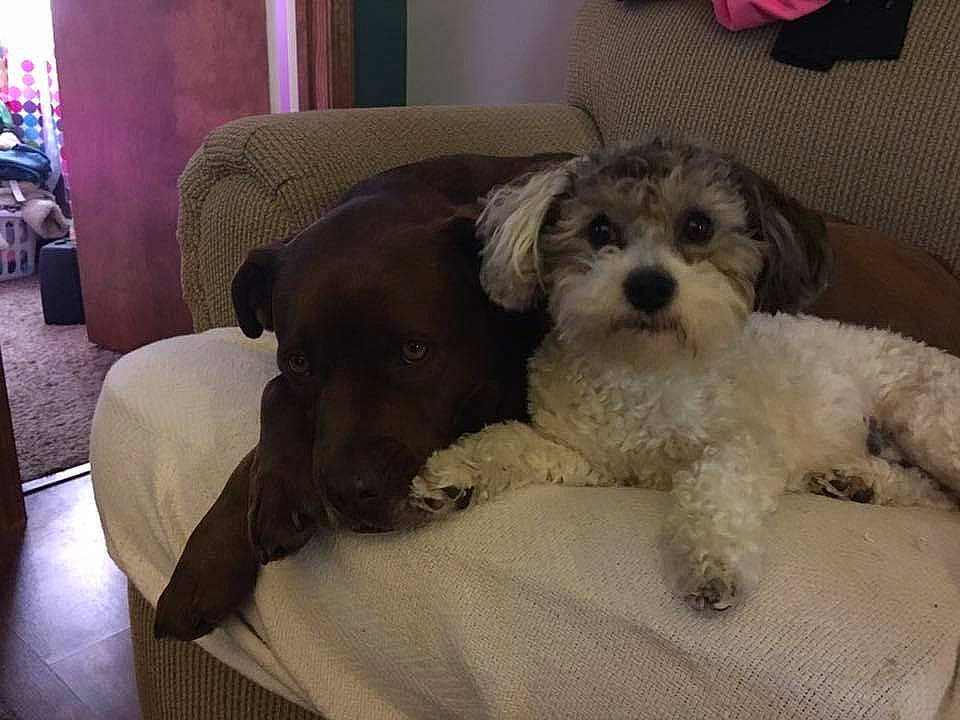 Reese is registered to the contest to win money with this photo: bolonka, canidae, carnivore, cavapoo, cockapoo, companion_dog, dog, dog_breed, havanese, kyi_leo, maltepoo, mammal, miniature_poodle, puppy, schnoodle, shih_poo, shih_tzu, tibetan_terrier, toy_poodle, vertebrate