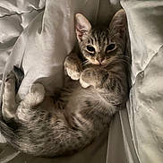 Cami joined the competition — help win amazing prizes! kitten, cat, bed, blanket, fur, cute, relaxed, sleepy, pet, animal, whiskers, paws, tabby, gray, striped, indoor, cozy, young, small, resting