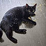 Salem joined the competition — help win amazing prizes! animal, black_cat, cat, catnip, curious, dark_background, ears, floor, fur, indoor, laying_down, looking_at_camera, mischievous, paws, pet, playful, scattered_herbs, whiskers, wooden_floor, yellow_eyes