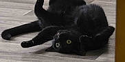 Salem joined the competition — help win amazing prizes! animal, black_cat, cat, cozy, curious, domestic_cat, feline, floor, fur, household, indoor, lying_down, paws_up, pet, playful, relaxed, stretch, whiskers, wooden_floor, yellow_eyes
