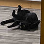 animal, black_cat, cat, cozy, curious, domestic_cat, feline, floor, fur, household, indoor, lying_down, paws_up, pet, playful, relaxed, stretch, whiskers, wooden_floor, yellow_eyes