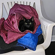 Salem is registered to the contest to win money with this photo: animal, black_cat, blue, calm, cat, cozy, curious, cushion, domestic, folded_clothing, furniture, green_eyes, indoor, jacket, maroon, pet, plastic_chair, quiet, resting, seat