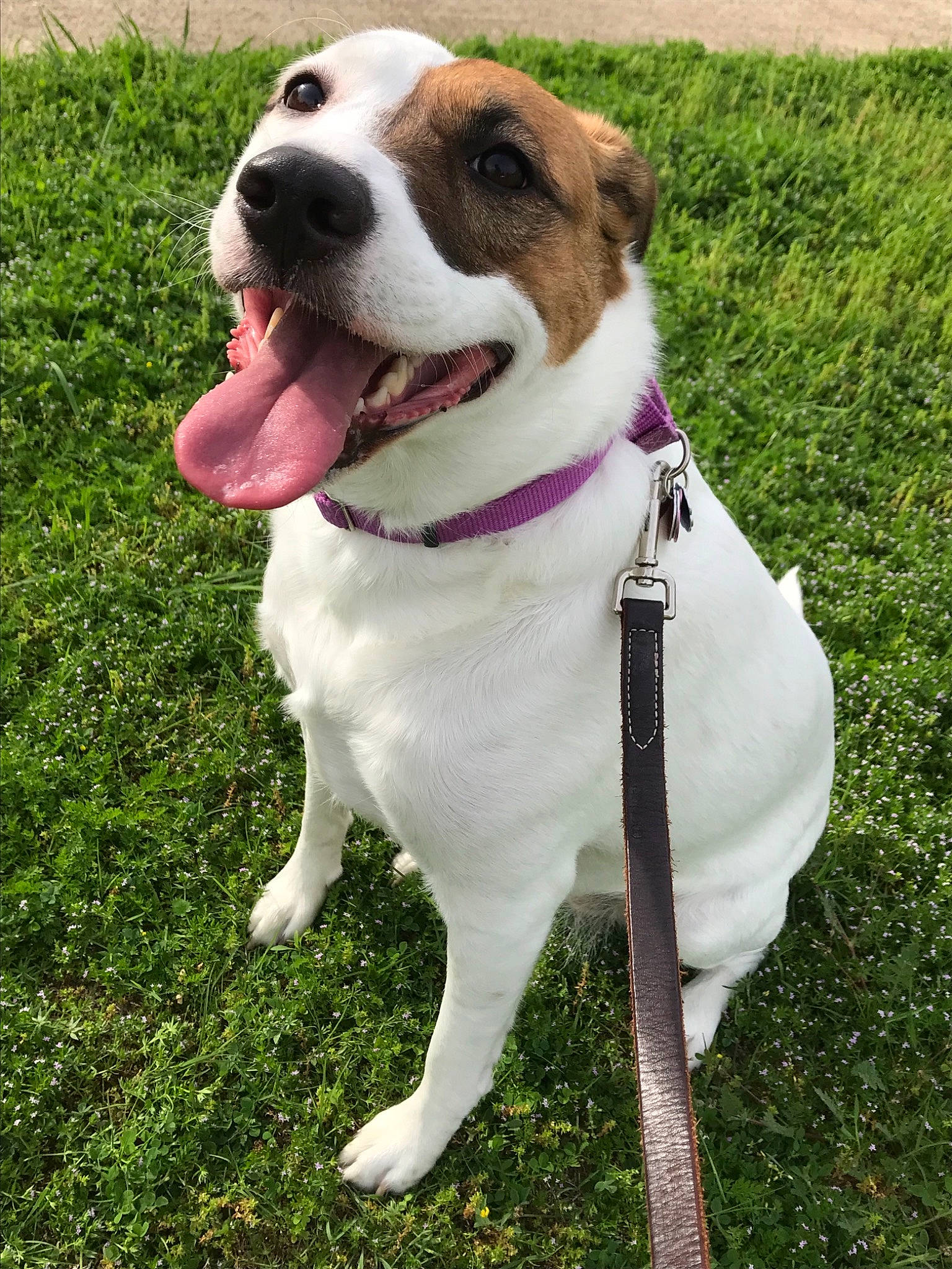 Gigi is registered to the contest to win money with this photo: canidae, carnivore, collar, companion_dog, dog, dog_breed, dog_collar, fawn, mammal, rare_breed_dog, snout, sporting_group, vertebrate