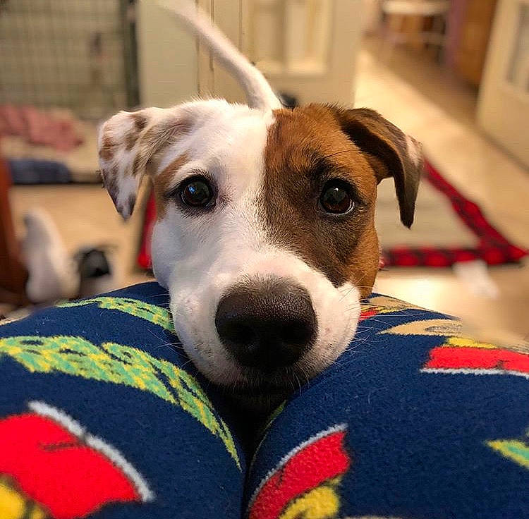 Gigi joined the competition — help win amazing prizes! canidae, carnivore, companion_dog, dog, dog_breed, fawn, greyhound, jack_russell_terrier, magyar_agar, mammal, rare_breed_dog, russell_terrier, snout, vertebrate, whippet