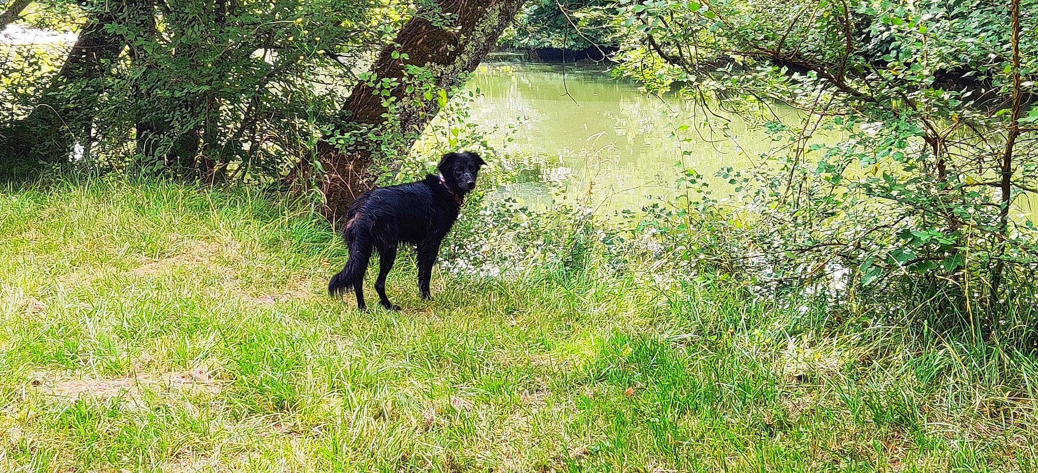 Kofi a rejoint le concours — aidez-le/la à gagner de superbes lots ! canidae, carnivore, curly_coated_retriever, dog, dog_breed, flat_coated_retriever, hunting_dog, patterdale_terrier, plant, retriever, sporting_group