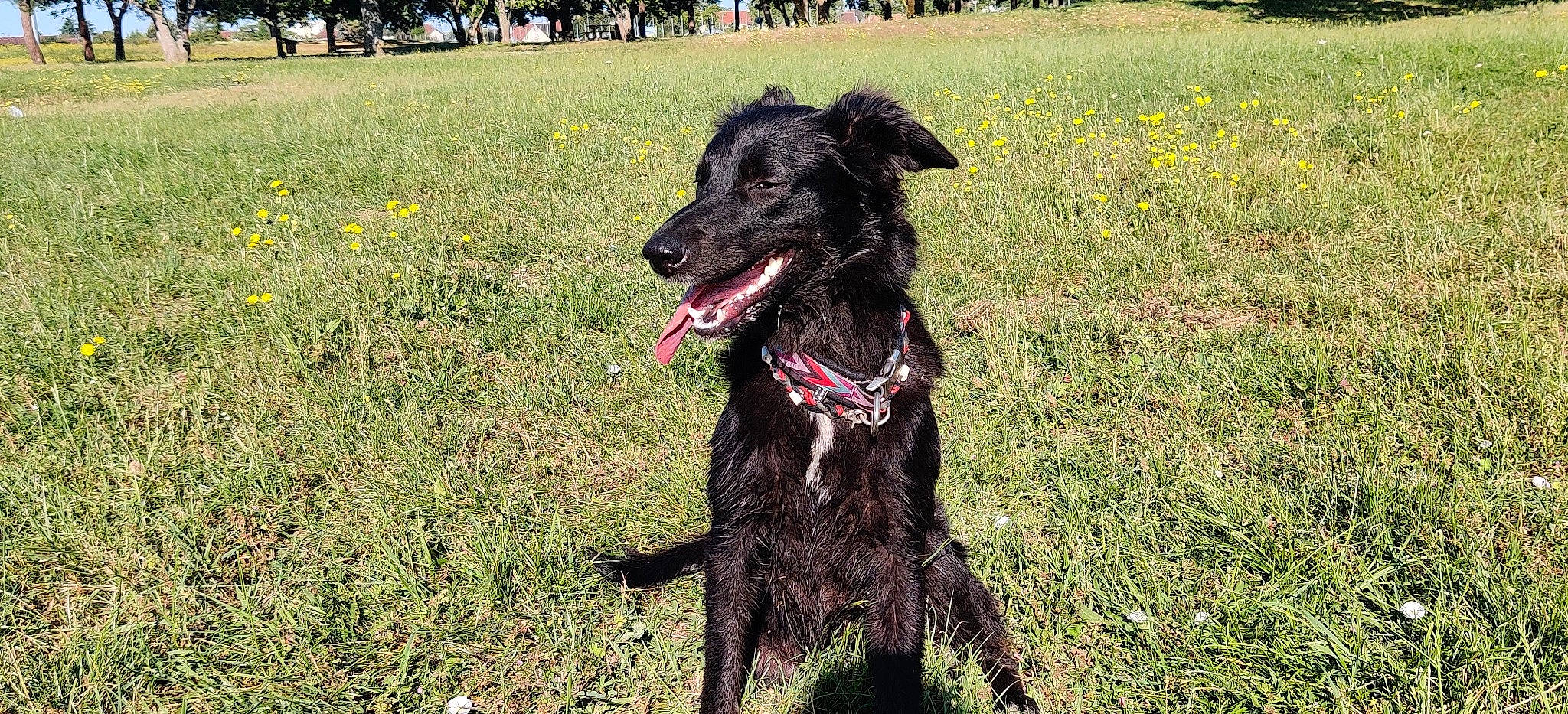 Kofi participe au concours pour gagner de l'argent avec cette photo : canidae, carnivore, companion_dog, dog, dog_breed, flat_coated_retriever, german_spaniel, grass, hunting_dog, mammal, rare_breed_dog, sporting_group, vertebrate