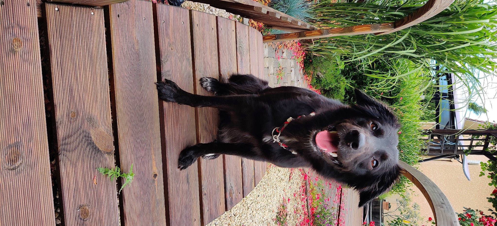 Kofi participe au concours pour gagner de l'argent avec cette photo : borador, canidae, carnivore, dog, dog_breed, mammal, snout, sporting_group, vertebrate