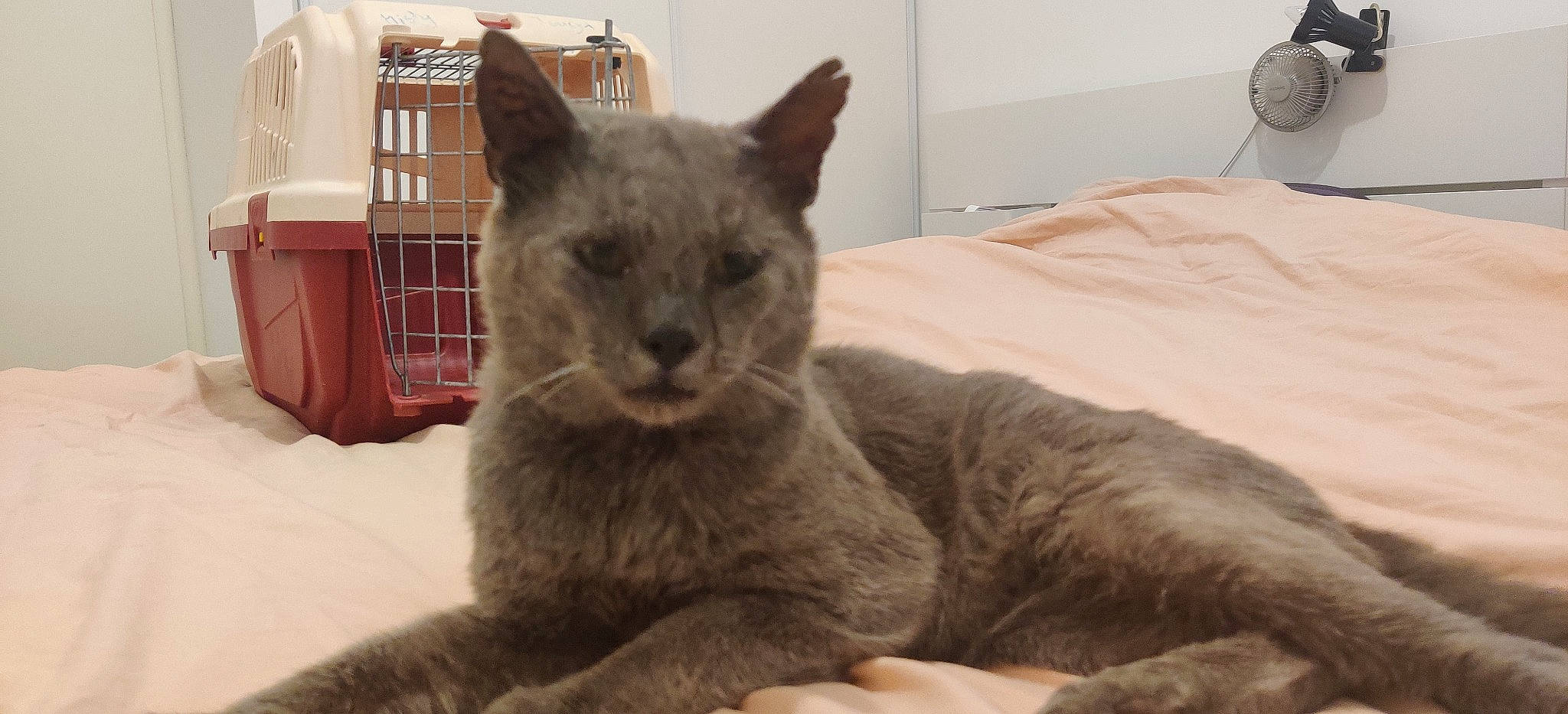 Pichu participe au concours pour gagner de l'argent avec cette photo : british_shorthair, burmese, carnivore, cat, chartreux, felidae, kitten, korat, mammal, nebelung, russian_blue, small_to_medium_sized_cats, thai, tonkinese, vertebrate, whiskers