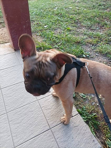 Saïko a rejoint le concours — aidez-le/la à gagner de superbes lots ! bulldog, canidae, carnivore, collar, companion_dog, dog, dog_breed, dog_collar, fawn, flooring, grass, pet_supply, plant, snout, sporting_group, tail, toy_dog, wood, working_animal, wrinkle