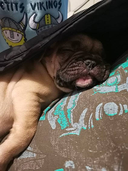 Saïko participe au concours pour gagner de l'argent avec cette photo : canidae, carnivore, comfort, companion_dog, dog, dog_breed, fawn, flesh, liver, mammal, non_sporting_group, pug, snout, sporting_group, terrestrial_animal, toy_dog, working_animal, wrinkle