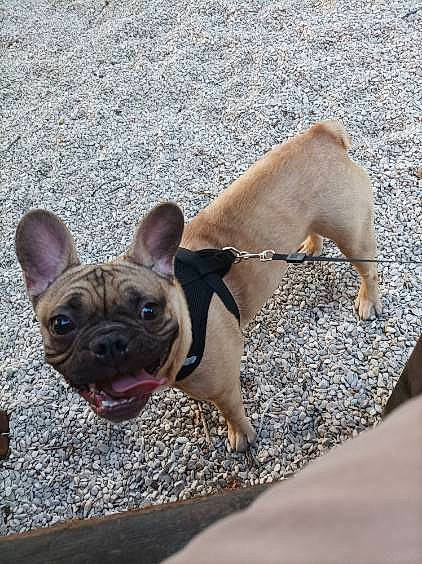 Saïko a rejoint le concours — aidez-le/la à gagner de superbes lots ! bulldog, canidae, carnivore, collar, companion_dog, dog, dog_breed, dog_collar, ear, fawn, french_bulldog, non_sporting_group, snout, sporting_group, terrestrial_animal, toy_dog, working_animal, wrinkle