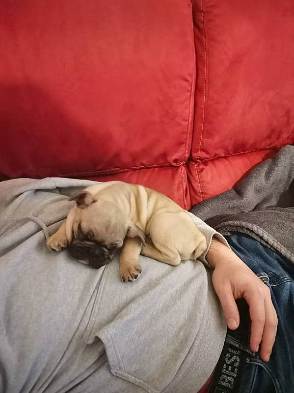 Saïko participe au concours pour gagner de l'argent avec cette photo : bedding, canidae, carnivore, claw, comfort, companion_dog, duvet, fawn, felidae, fur, human_leg, linens, nail, sleeve, small_to_medium_sized_cats, sporting_group, whiskers, wood, wrinkle, wrist