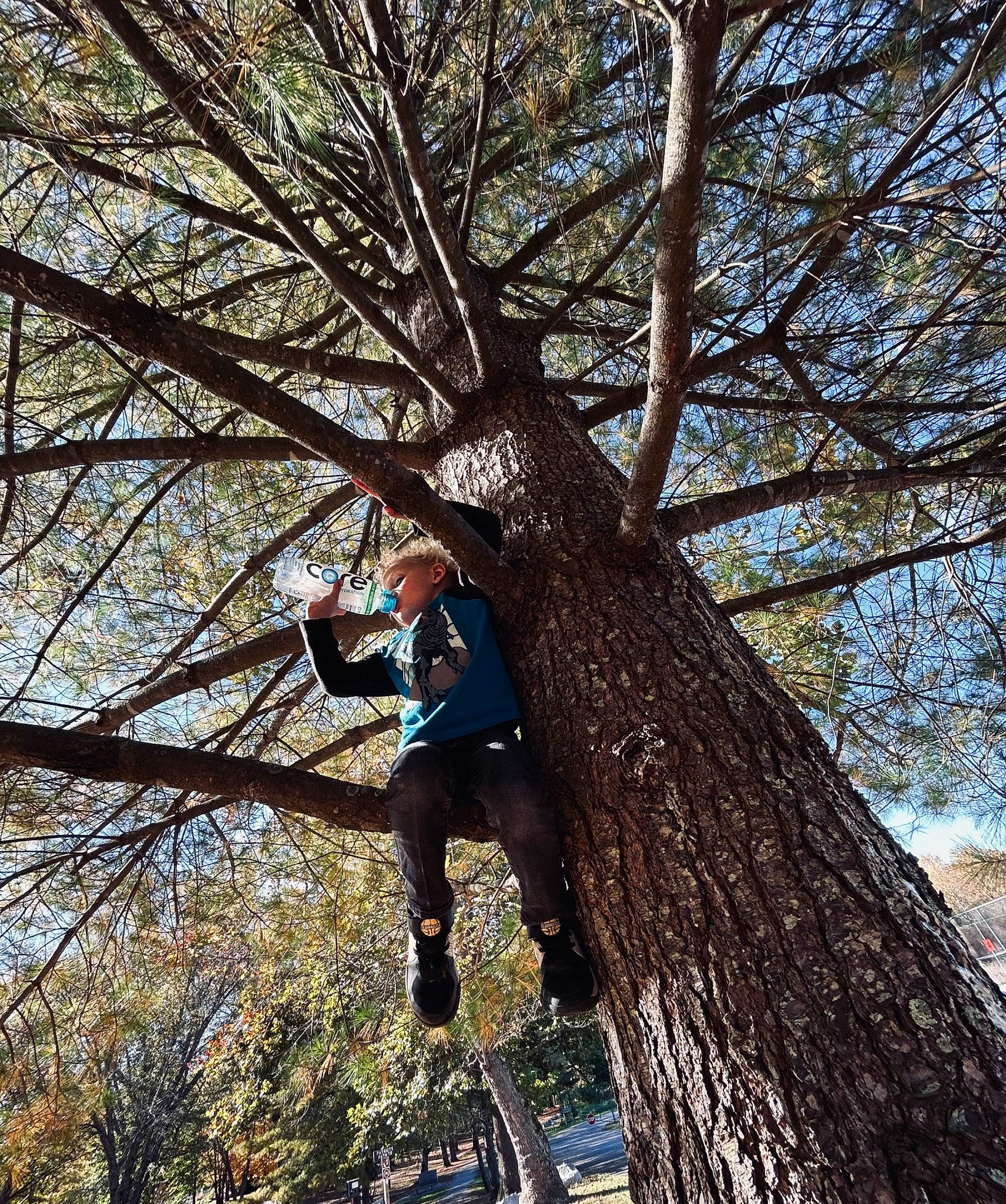 Braven is registered to the contest to win money with this photo: deciduous, forest, leisure, northern_hardwood_forest, old_growth_forest, people_in_nature, person, plant, plant_stem, recreation, sky, temperate_broadleaf_and_mixed_forest, tree, trunk, twig, valdivian_temperate_rain_forest, wood, woodland