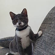 Paco a rejoint le concours — aidez-le/la à gagner de superbes lots ! cat, kitten, gray_cat, white_fur, collar, pet, indoor, furniture, couch, curious, paw, sitting, looking, cute, animal, feline, young_cat, whiskers, ears, portrait