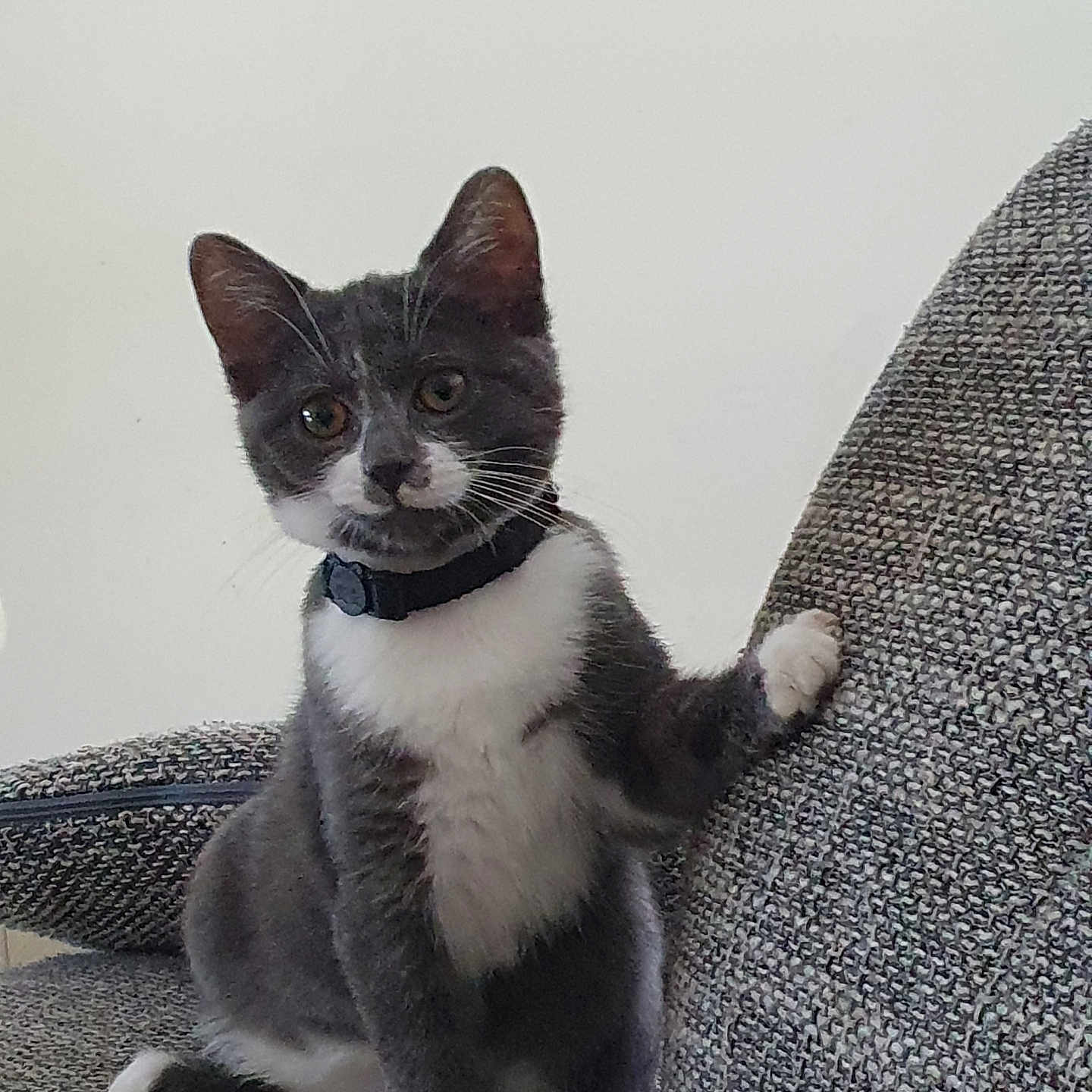 Paco a rejoint le concours — aidez-le/la à gagner de superbes lots ! animal, cat, collar, couch, curious, cute, ears, feline, furniture, gray_cat, indoor, kitten, looking, paw, pet, portrait, sitting, whiskers, white_fur, young_cat