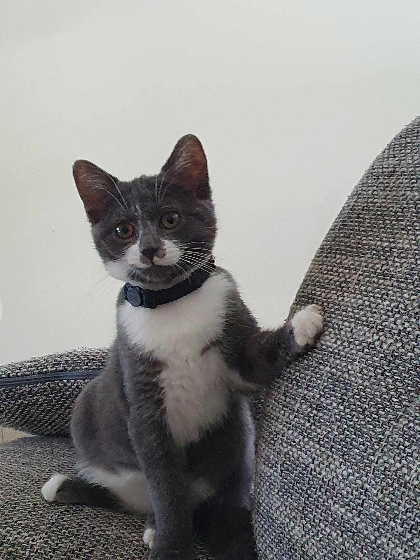 Paco