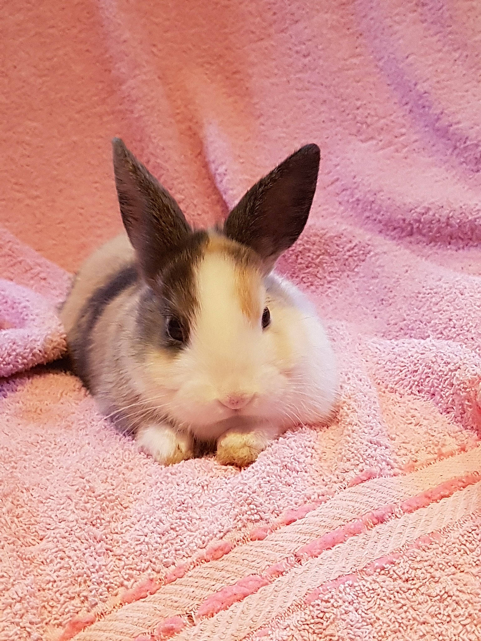 Pinpin participe au concours pour gagner de l'argent avec cette photo : domestic_rabbit, ear, fawn, hare, iris, mammal, pink, rabbit, rabbits_and_hares, skin, snout, vertebrate, whiskers, wood_rabbit